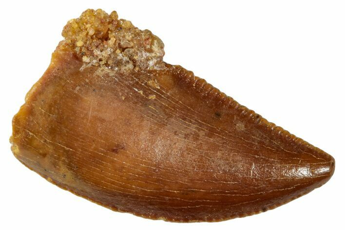 Serrated, Raptor Tooth - Real Dinosaur Tooth #273527